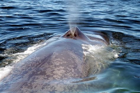 pene ballena azul|Ballena azul o Rorcual gigante